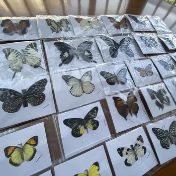20 kosov naravnih mozaik metulj vzorcu umetnine materiala dekoracijo poučevanja poljudnoznanstvene tutorial Slike 2