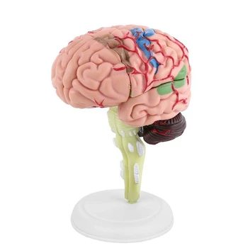 Razstavljeno Človeških Možganov Model Strukturnih Anatomija Poučevanja, Učno Orodje
