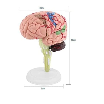 Razstavljeno Človeških Možganov Model Strukturnih Anatomija Poučevanja, Učno Orodje Slike 2